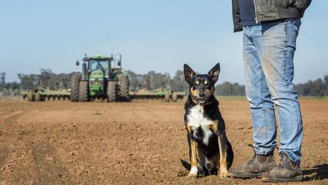 Growers are planting less barley due to fears over China slapping Australian barley with 80 per cent tariffs. Picture: Zoe Phillips