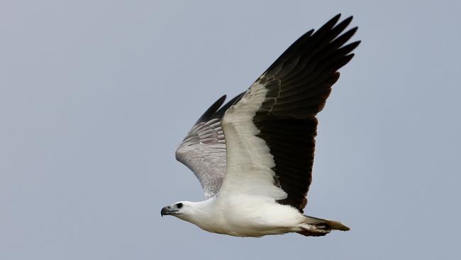 White bellied sea eagle