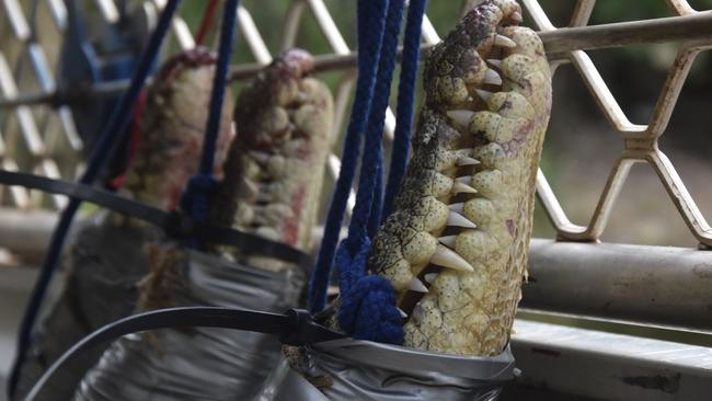 Crocodiles caught from within the Darwin Harbour management zone. Picture: Annabel Bowles