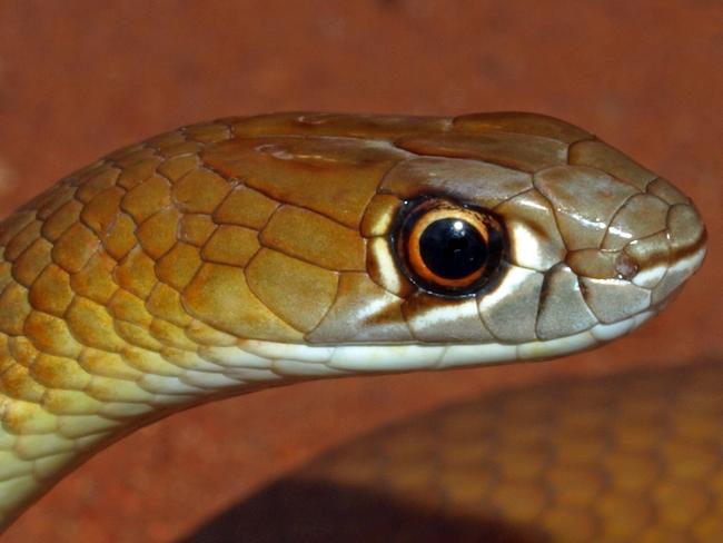 Desert Whip Snake-Hd (Demansia cyanochasma), Laverton, WA   - Photo Supplied Brian Bush