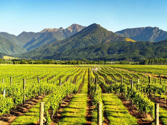 Vineyard in Blenheim, Marlborough, South Island, New Zealand.Escape 15 September 2024Destinations - NZ Wine growersPhoto - iStock