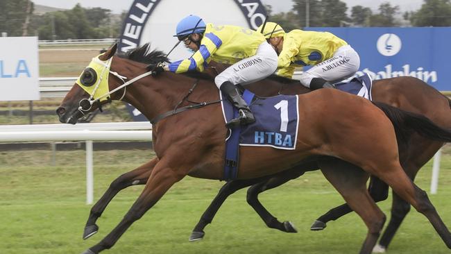 Braven winning his maiden at Muswellbrook earlier this month. Picture: Bradley Photos