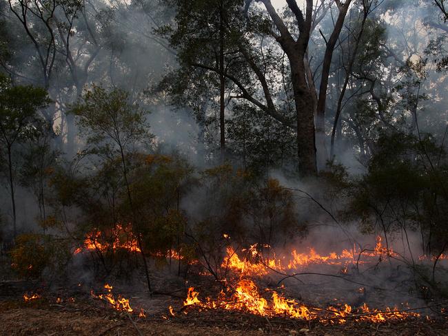 SYDNEY, AUSTRALIA - SEPTEMBER 04:  A general view of a hazard reduction burn carried out by NSW National Parks and Wildlife Service at Bowen Mountain a known koala habitat on September 04, 2020 in Sydney, Australia. A New South Wales parliamentary inquiry released in June 2020 has found that koalas will become extinct in the state before 2050 without urgent government intervention. Making 42 recommendations, the inquiry found that climate change is compounding the severity and impact of other threats, such as drought and bushfire, which is drastically impacting koala populations by affecting the quality of their food and habitat. The plight of the koala received global attention in the wake of Australia's devastating bushfire season which saw tens of thousands of animals killed around the country. While recent fires compounded the koala's loss of habitat, the future of the species in NSW is also threatened by continued logging, mining, land clearing, and urban development. Along with advising agencies work together to create a standard method for surveying koala populations, the inquiry also recommended setting aside protected habitat, the ruling out of further opening up of old-growth state forest for logging and the establishment of a well-resourced network of wildlife hospitals in key areas of the state staffed by suitably qualified personnel and veterinarians. The NSW Government has committed to a $44.7 million koala strategy, the largest financial commitment to protecting koalas in the state's history. (Photo by Lisa Maree Williams/Getty Images)