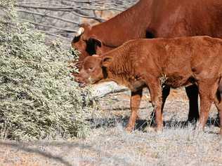 TALKS IN TOWN: AgForce Forums will come to Roma this month, including the cattle and sheep producers' forum. Picture: Contributed