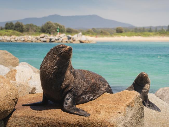 Seal at Wagonga Head in Narooma. Picture: Destination NSW