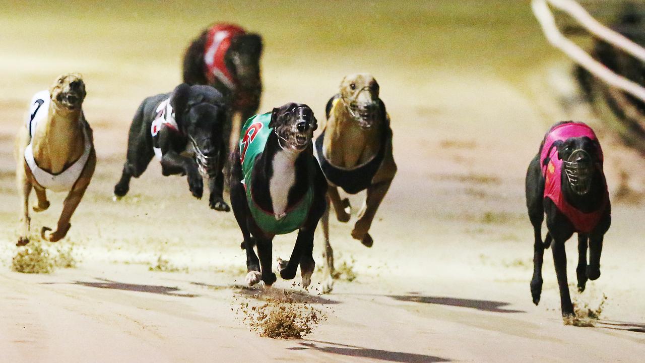 NSW To Host World’s Richest Greyhound Race | The Australian