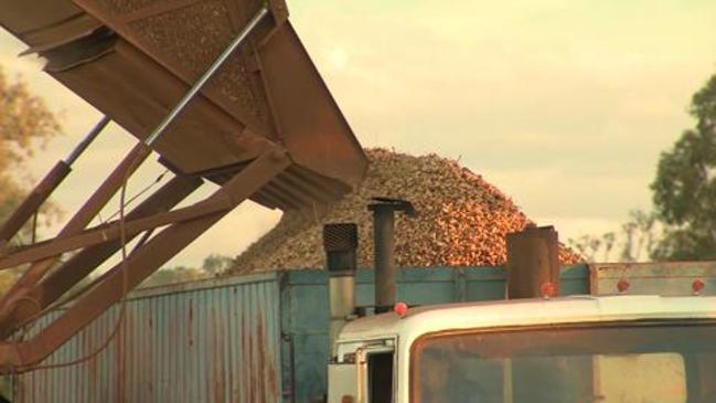 Thrashing peanuts in the South Burnett