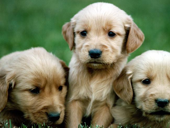 Undated : generic three 3 puppies