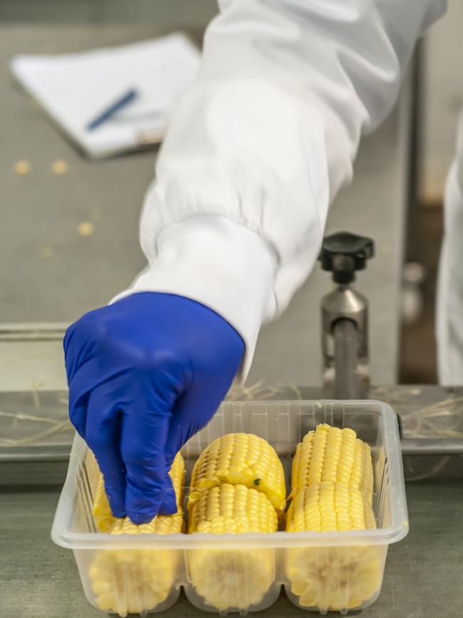 Corn being packaged.