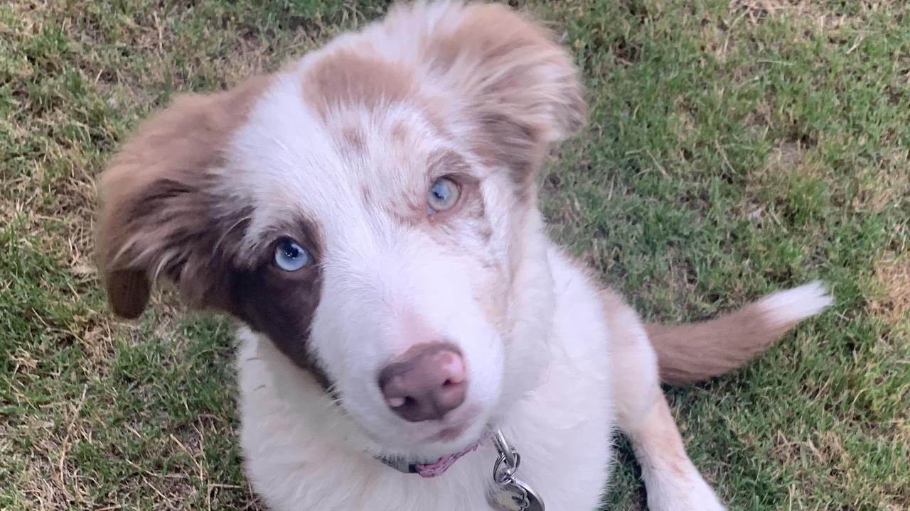 Lost dog Hawthorne: Owners’ plea for public to help find adorable puppy ...