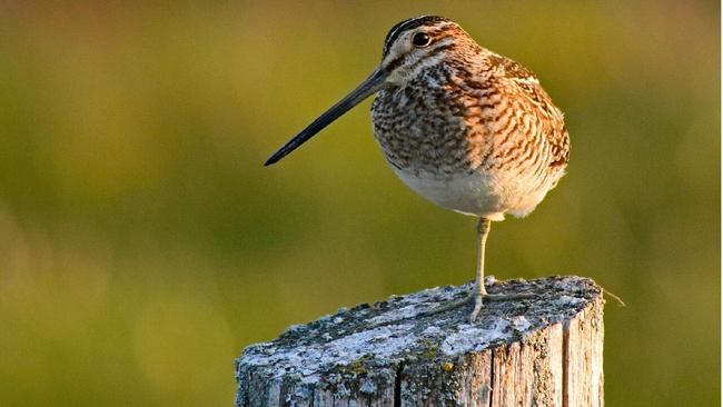 Nearly 80 bird species to be renamed to ‘break links with slavery and ...