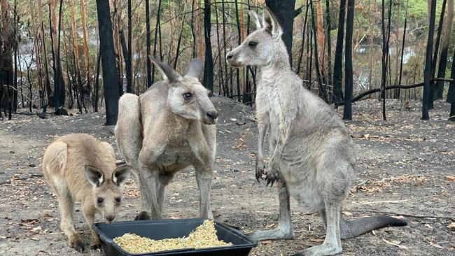 Wild2Free kangaroo sanctuary on Runnyford Road outside Batemans Bay was destroyed in the New Year's Eve 2019 bushfires.