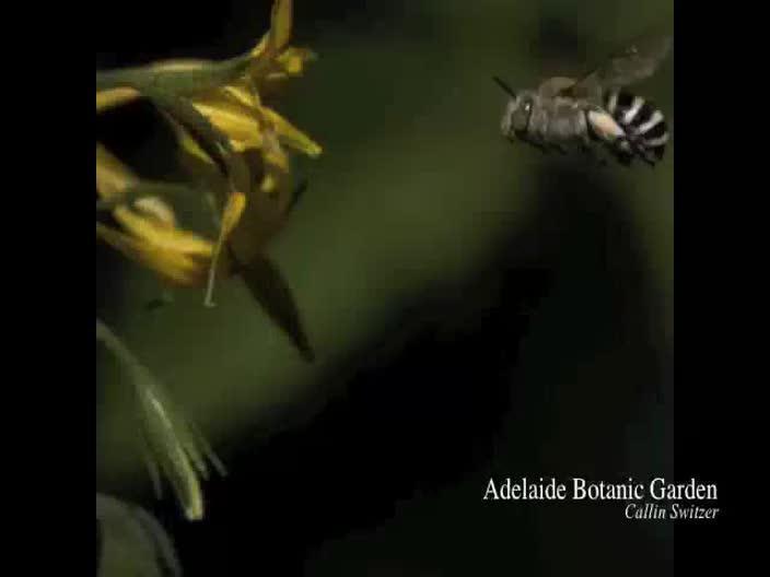 Scientists capture Australian blue banded bee's head-banging pollination technique