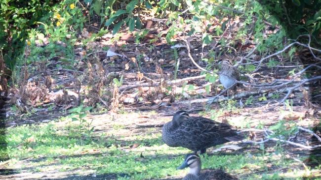 A photograph taken by residents of a Latham's Snipe (back right) at Black Swan Lake.