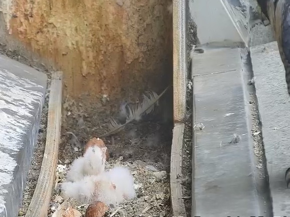 Peregrine falcon chicks nest 33 floors up at 367 Collins St, Melbourne.