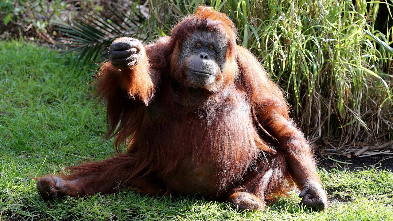 Adelaide Zoo: Orang-utan Karta honoured with guard post in Sumatra ...