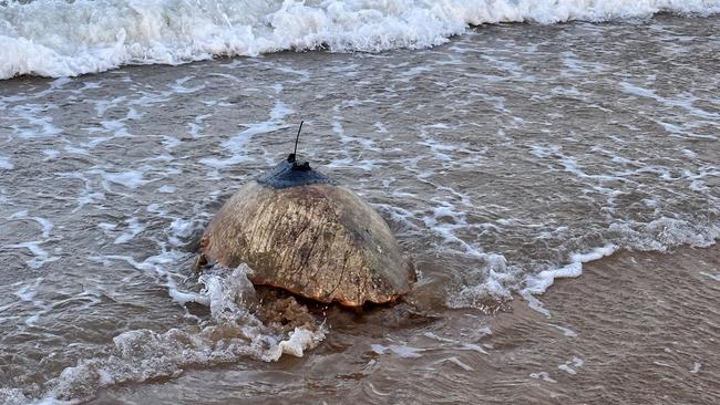 STAr returned home to the Great Sandy Strait after nesting on Mon Repos unlike most turtle species who travel great distances to their home feeding grounds.