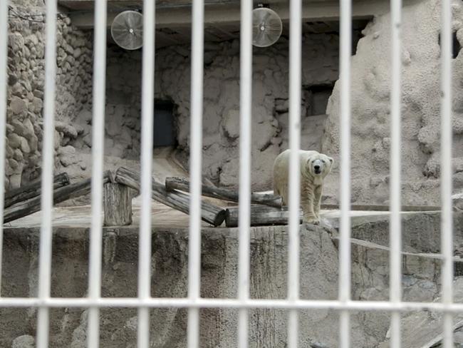 Captive ... Arturo stands inside his cage at the zoo in Mendoza, Argentina. Pic: APTN, Pablo Astie