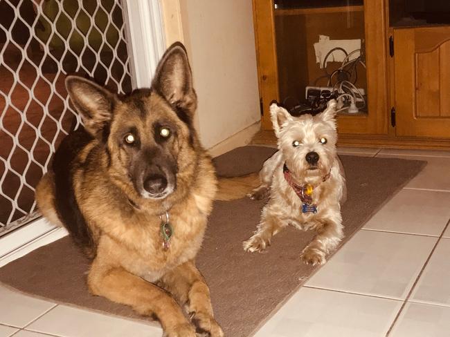 Bella and Murphy: Bark if you have a BFF! This inseparable duo are Bella the German shepherd and Murphy the WestHighland terrier.