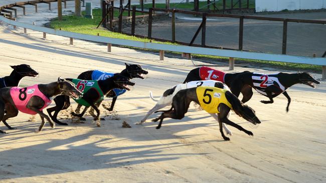 Gosford Greyhound Races