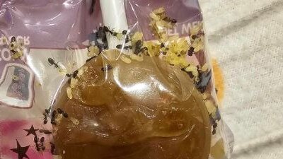 An allegedly ant-infested lollipop found in a showbag from the Ipswich Show.