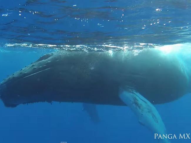 The whales have to rear up at least once an hour to get oxygen from the air.