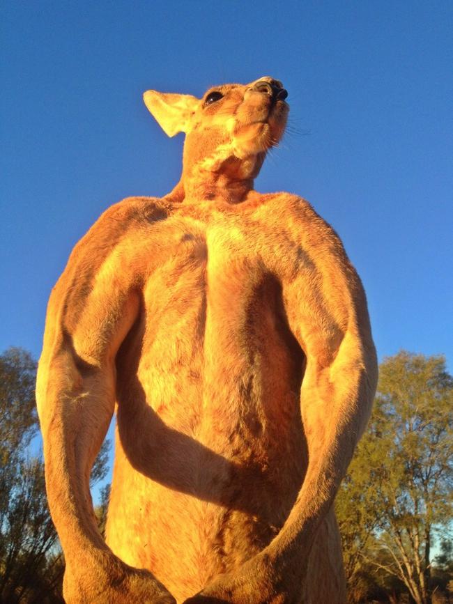 Some kangaroos, like Roger the alpha male here, are jacked. Picture: The Kangaroo Sanctuary, Alice Springs.