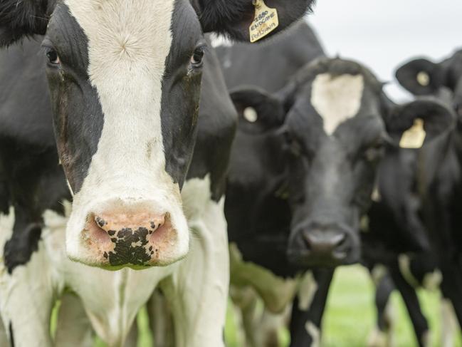 DAIRY: Rod Swayne, Dairy FarmerRod is one of the top 100 dairy farmers in Australia for low cell counts. He says the reason is partly due to the exceptional season.PICTURED: Generic Dairy farm. Milking cows. Holstien cows. Stock Photo. Dairy. Picture: Zoe Phillips