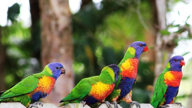 A rainbow lorikeet family.