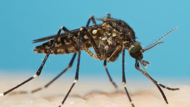 The saltmarsh mosquito. The Barmah Forest virus has been detected in mosquitoes around the Georges River.