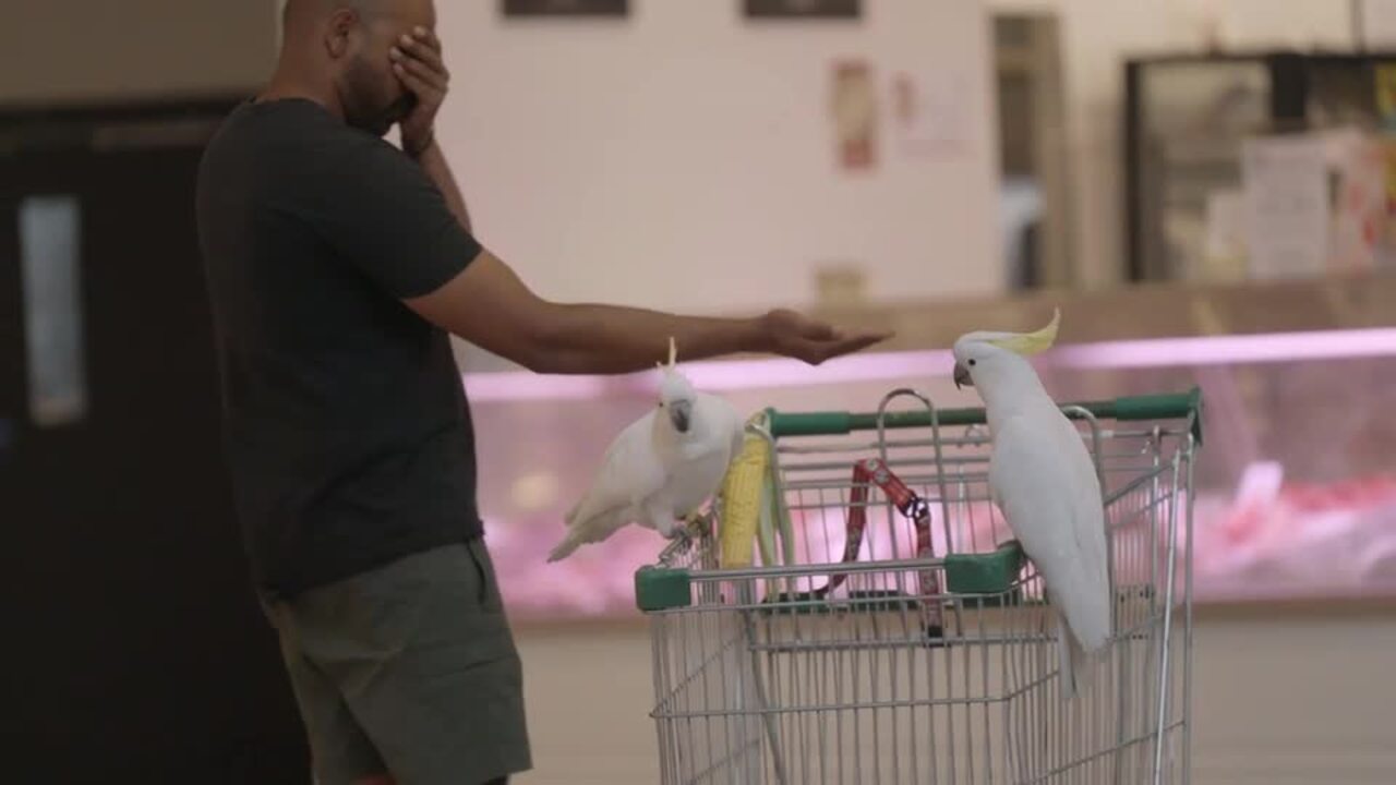 Mickey the cockatoo rescued after four weeks trapped in Coles supermarket