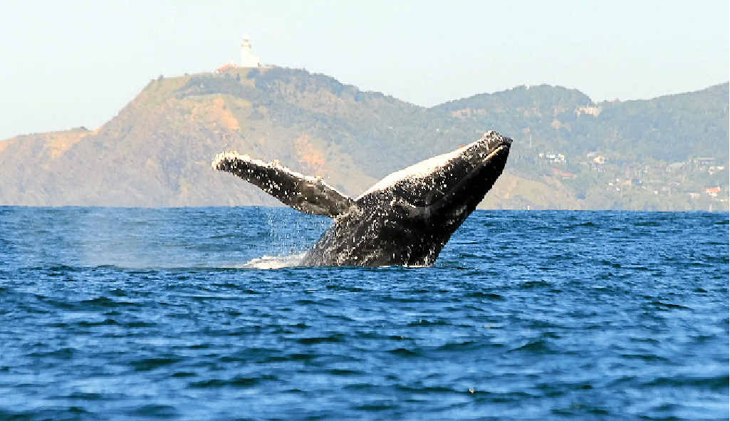 Whale festival heralds return of humpbacks | Daily Telegraph