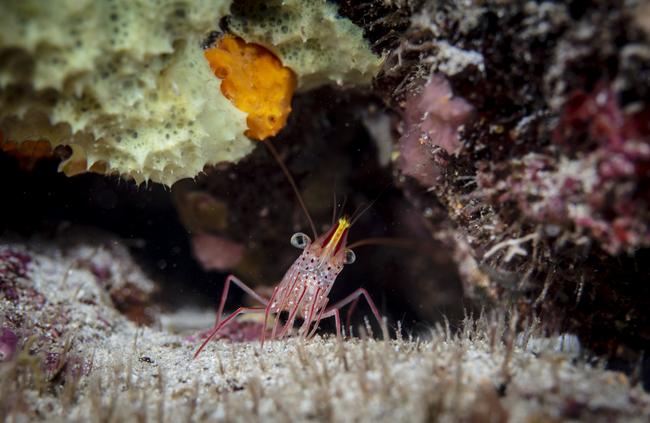 Hingebeak Shrimp in the Great Australian Bight