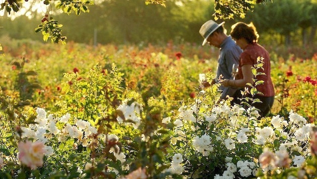 Visitors at the Renmark Rose Festival in South Australia.