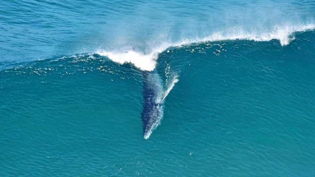 RARE: Photographer Dave Bryant took this picture near the Byron Lighthouse. Picture: seapics.com.au