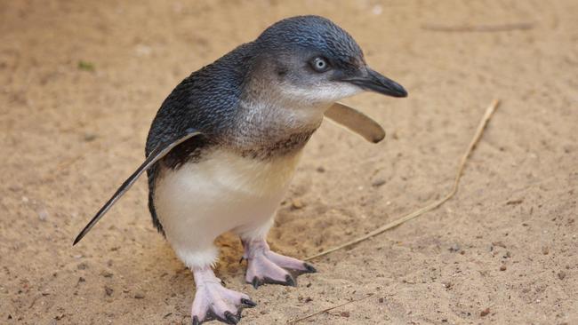 A mature little penguin on Granite Island, Victor Harbor. Credit: Nedra Haines.