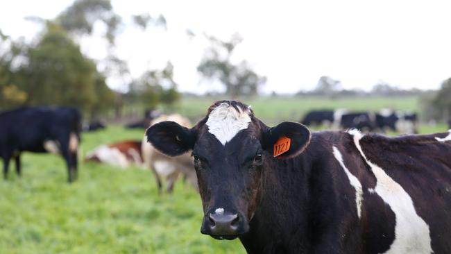 Three dairy farms in Victoria have been listed for sale with a combined asking price of more $30 million.