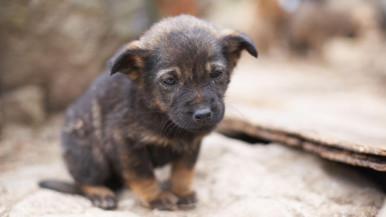 On Monday, April 15, Toowoomba woman Trixie Ann Karoline McMahon pleaded guilty to stealing a puppy, and failing a duty of care to the puppy. Picture: Thinkstock