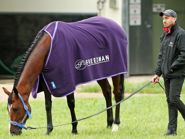 The Lee Freedman-trained Exosphere has a nibble. Picture: Mark Stewart