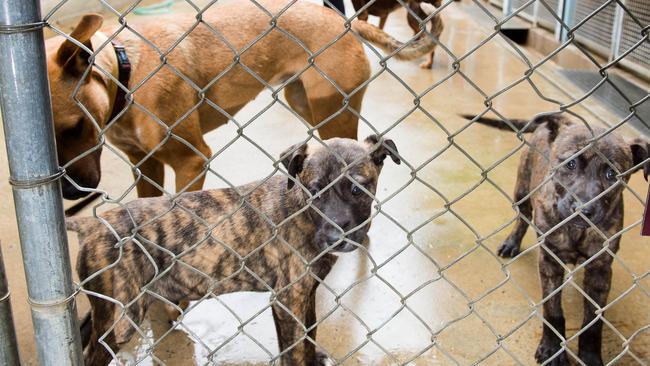 Rspca sue merrik with dogs that need homes.25 AUG 2015Photo Trevor Veale / Coffs Coast Advocate