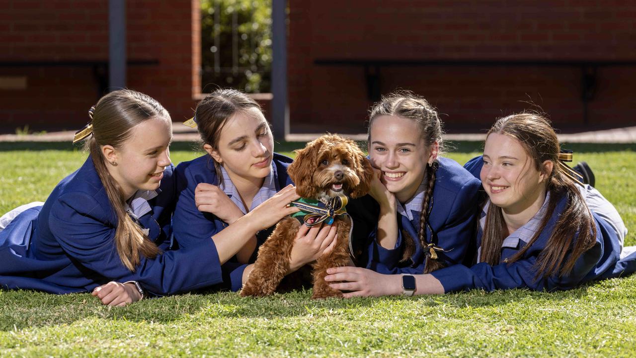 The heartwarming results make it no surprise that nine in 10 Aussies surveyed said their pet had positively impacted their mental wellbeing. Picture: NewsWire / Kelly Barnes
