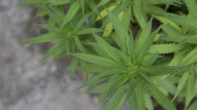 At least 22 such students and ex-students faced court last year in connection with a total of ­almost 2000kg of cannabis. Picture: AAP