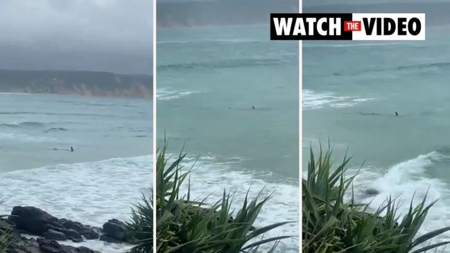 Double Island Point Shark Sighting on Paradise Beach