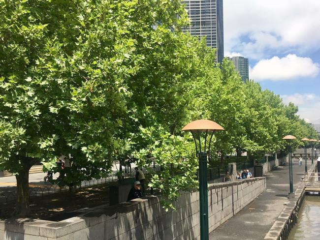 London plane trees are part of the Melbourne cityscape. 