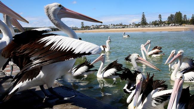 Pelican feeding time at The Entrance on the Central Coast.