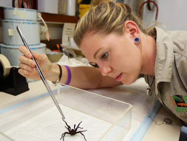 Spider keeper Stacy Denovan. Nobody has died of a funnel-web bite since The Australian Reptile Park started its spider milking program.