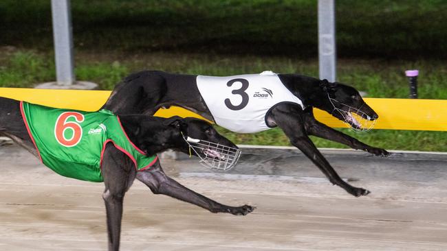 More Sauce wins a tight finish in the Stayers Cup at Grafton Greyhounds.