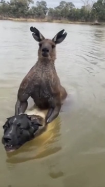 Man saves his dog from a big kangaroo in Victoria