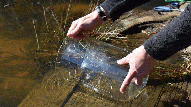 In years to come these baby Bass will become great sport fish for local anglers. Picture: NSW Department of Primary Industries