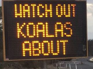 Digital message trailer sign warning drivers of koalas travelling on the road. Picture: NSW Government.